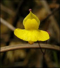 Image result for Utricularia subulata