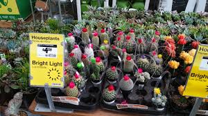 For tips on how to encourage blooms, visit my. Bot Strosities The Garden Professors