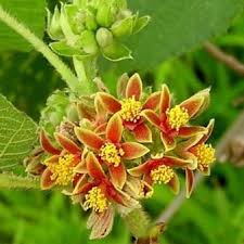 Image result for Grewia glandulosa