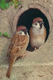 Eurasian Tree Sparrows Pretty Birds Pet Birds Birds Painting