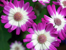 Image result for Cineraria mazoensis