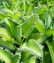 9 Succulent Plants Toxic To Cats Dogs Or Pets Toxic Plants For Cats Plants Planting Succulents