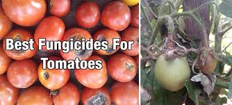 The one you are using, sevin (carbaryl), is moderately toxic to mammals but is highly toxic to bees and other beneficial insects. 5 Best Fungicides For Tomatoes Prevent Blight Fungal Diseases