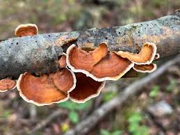 Image result for Porodisculus pendulus