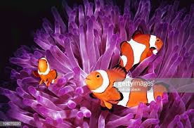Topical Saltwater Clownfish Clown Fish Tropical Fish Pretty Fish