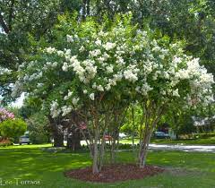 The botanical name for red bird of paradise is caesalpinia pulcherrima, it is a species in the fabaceae family, more commonly known as the pea, bean or legume family. Flowering Trees In Texas An Overview Lee Ann Torrans Gardening