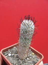 Image result for Stathmostelma fornicatum