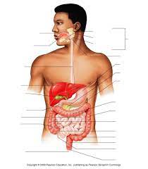 Anatomy And Functions Of The Digestive System Pt 1 Diagram Quizlet