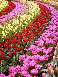 97719bade1185e65b5e869398de816d7 Beautiful Flowers Beautiful Flowers Garden Holland Flowers