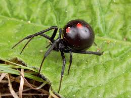 Pin On Rainforest Ideas