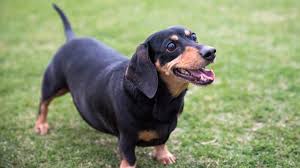 Small Dog Breeds What Is The Best Dog Food For Small Dogs