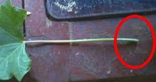 Pin Di My Pin