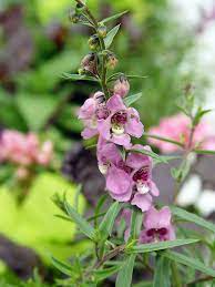 Angelonia Definition And Synonyms Of Angelonia In The Portuguese Dictionary