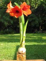 They often begin producing male flowers several weeks before the females appear. Market Manila Amaryllis Hippeastrum Flowers