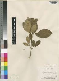 Image result for Vepris bremekampii