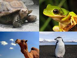 The humps of camel consists of stored fat, which they metabolize during the scarcity of water and food. 10 Animals That Can Live Without Food And Water For Months The Times Of India