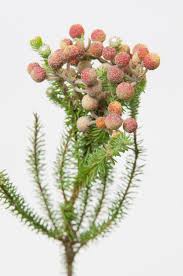 Image result for Blumea squarrosa