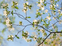 Kwanzan grows to about 30 feet with beautiful pink blooms, and the yoshino cherry trees. Missouri S Native Flowering Trees Missouri Life Magazine