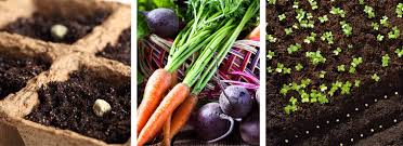 Maybe you would like to learn more about one of these? Growing From Seed How To Find Success In Your Yard Arizona Summerwinds Nursery