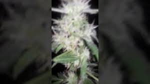 To the ordinary decent home grower, a pistil is a hair that protrudes from a calyx on a female flower. White Hairs On Weed Plants Youtube