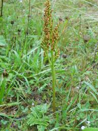 Image result for Botrychium multifidum