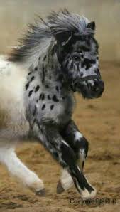For at least 4,000 years, shetland ponies have roamed the exposed hills and moors of shetland. Super Mini Looks Like A Reverse Appaloosa Cute Horses Horses Baby Horses