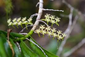 Image result for Tridactyle bicaudata