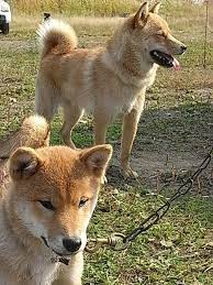 セタ カムイ アイヌ犬 ユーホタイゼン バックパッキング的なアウトドアの楽しみ 楽天ブログ 北海道犬 犬 可愛いワンちゃん