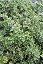 Image result for Euonymus fortunei