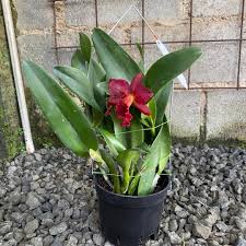 Ctt. Mini Doris 'Red Dragon' kondisi knop mekar plant rimbun Di utamakan yg  serius dl ya #phalaenopsis #cattleya #orquideas #cattleyaorchid #anggrek  #dendrobium #orchiddendrobium #dendrobiumorchids #orchidflower  #pecintaanggrek #pecintaanggrekindonesia ...