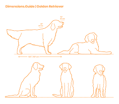 Golden Retriever Dimensions Drawings Dimensions Com