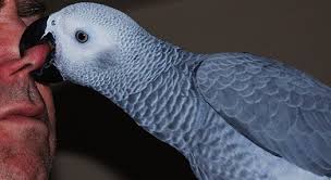 Isirma
