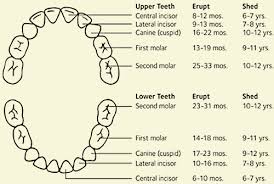 Primary And Permanent Teeth Questions And Answers