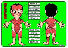 Resultado de imagen de ARTICULACIONES PARA NIÃOS IMAGENES