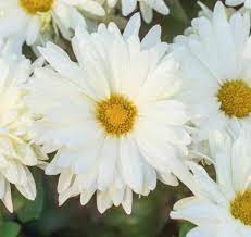 18 Hardy Chrysanthemums To Plant Now For Fabulous Fall Color Finding Sea Turtles Spring Hill Nursery Perennial Plants Perennials