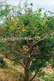 Image result for Senna singueana