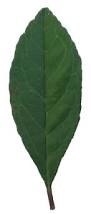 Image result for deciduous leaf