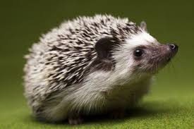 Pin On Pets And Animals