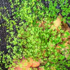 Image result for Adiantum soboliferum