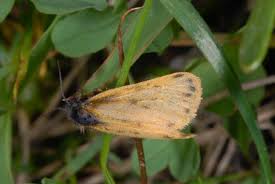 Image result for Setina roscida