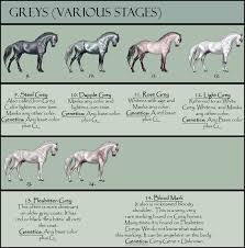 Horse Color Chart Blue Moon Registries