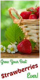 Growing strawberries in towers keeps them contained, mobile and easy to water and manage. Grow Strawberries In A Fraction Of The Space Life Is Just Ducky