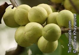 Image result for Aphanamixis