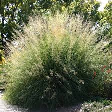 Whatever the reason or event we have a large selection of. Sporobolus Wrightii Windbreaker Los Lunas Form Of Giant Sacaton Grass High Country Gardens