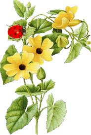 # s of the week. Molaramspalace Flowers Animated Gif Images Download