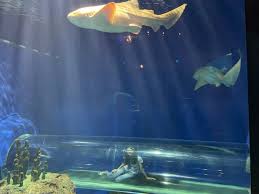 Ripley'S Aquarium: Video Tour Highlights + Faqs – Active Parents