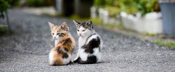  Nama Kucing Laki Laki Wallpaper Kucing Kucing Kucing Hitam