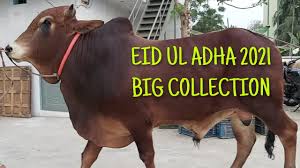 But she added that when the crisis has passed, it is to give people in scotland the right to choose their future in a referendum. Qurbani 2021 Eid Ul Adha Big Collection Bangladesh Collection Shah Mazidia Agro Youtube
