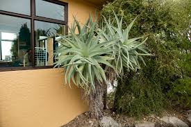 Maybe you would like to learn more about one of these? Tree Aloe Id Tropical Looking Plants Other Than Palms Palmtalk