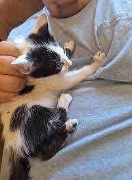 “A Second Chance for Love: The Heartwarming Rescue of a Tiny Kitten ...